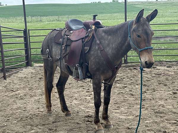 dapple-mule-gelding