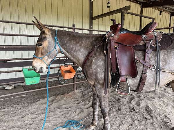 sound-mule-gelding