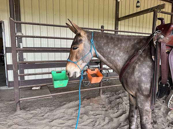dappled-horse