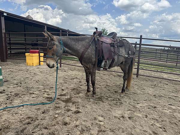 mule
