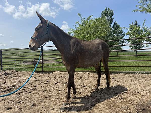 gaited-mule