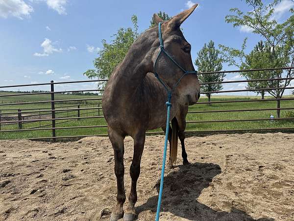 sound-mule