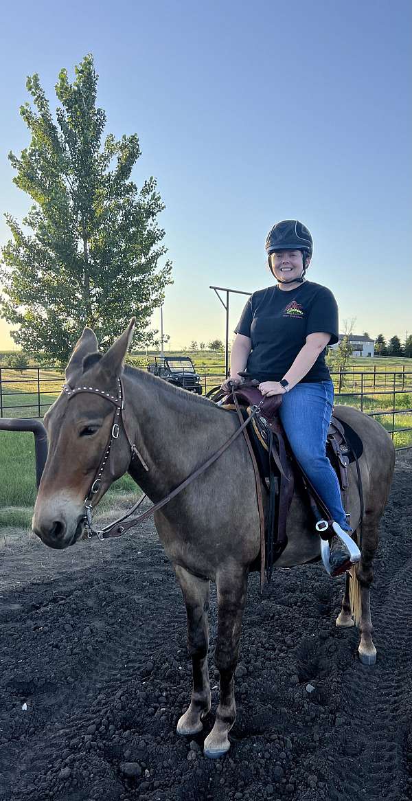 beautiful-head-mule