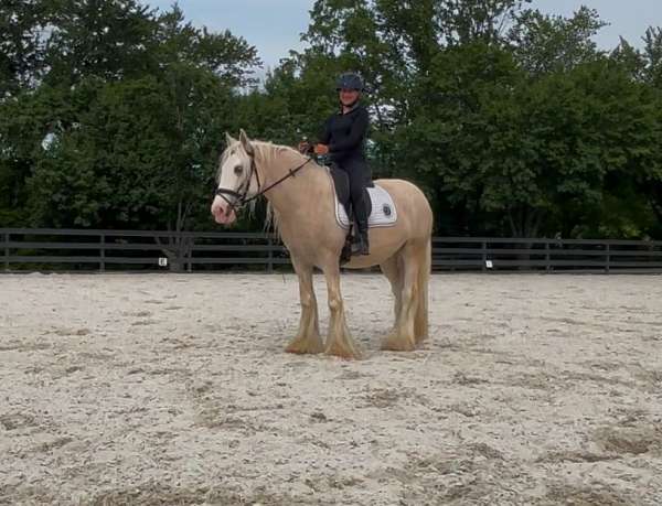 blaze-bragond-horse