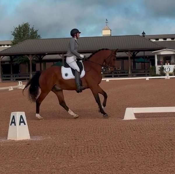 bright-hanoverian-horse