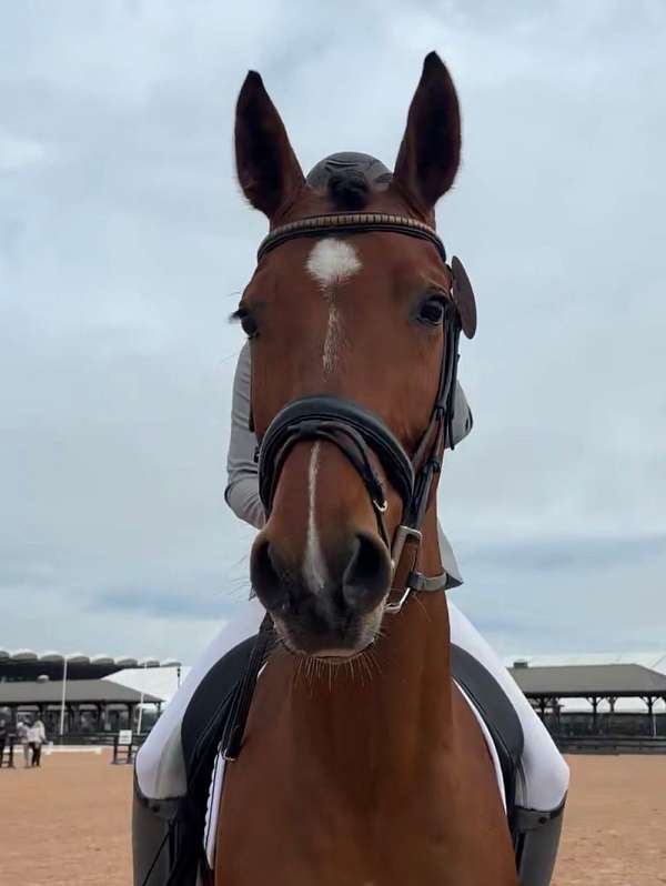 record-hanoverian-horse