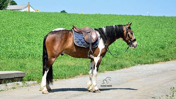 fresian-friesian-horse
