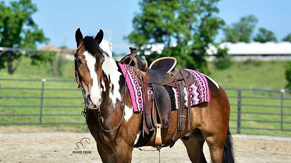 paint-friesian-horse