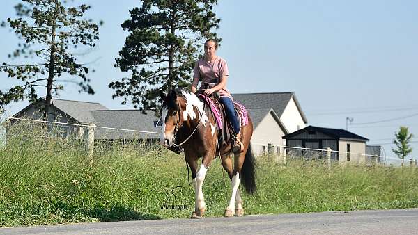 gelding-friesian-horse
