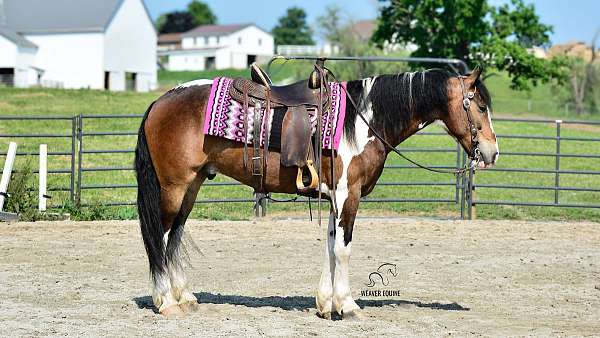 well-broke-friesian-horse