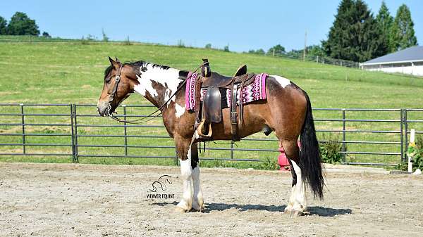ohio-friesian-horse