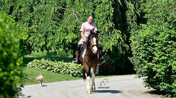english-friesian-horse