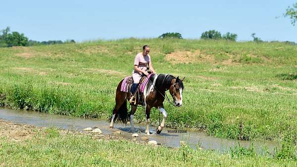 western-friesian-horse