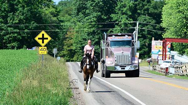 driving-friesian-horse
