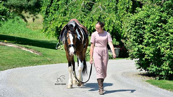 carriage-friesian-horse
