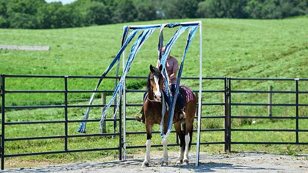 all-around-friesian-horse