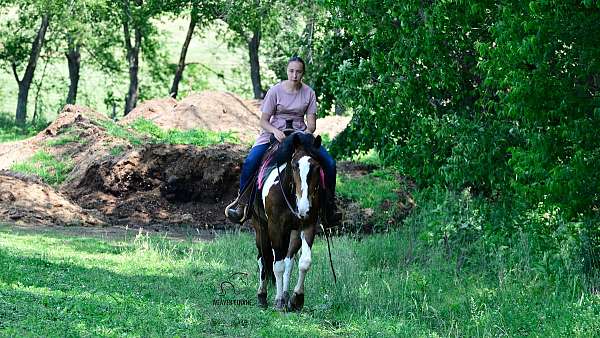 beginner-friesian-horse