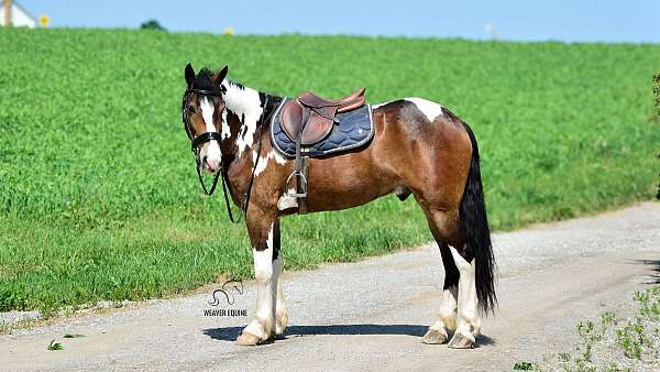 english-pleasure-friesian-horse