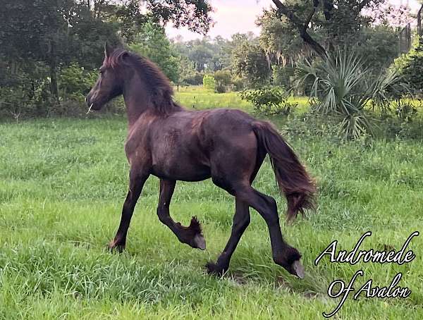 friend-colt