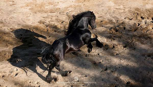 natural-horsemanship-colt
