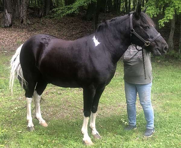 spotted-saddle-gelding