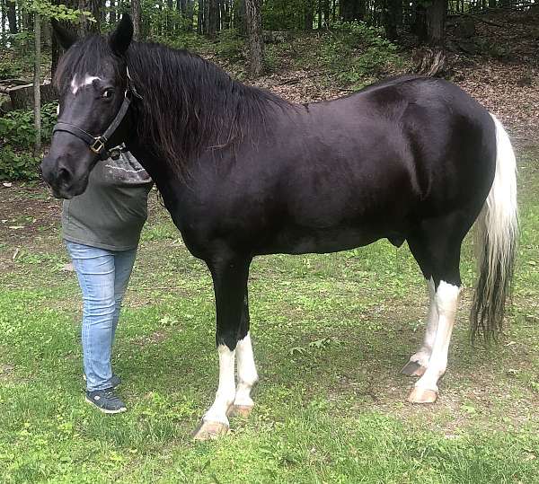 spotted-saddle-horse-for-sale