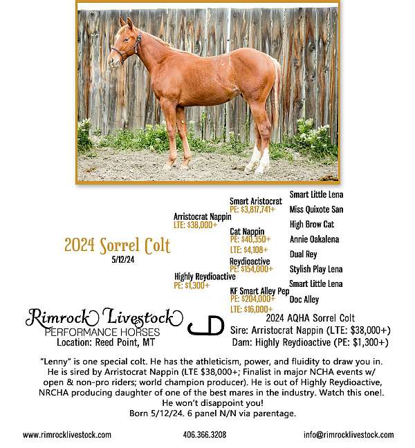 stylish-play-lena-quarter-horse
