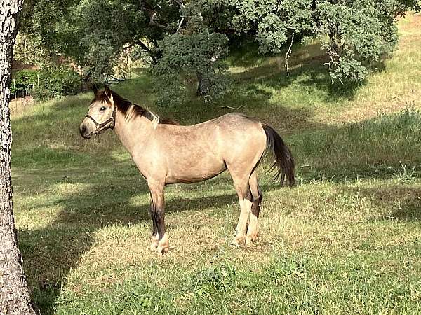 deadhead-pony