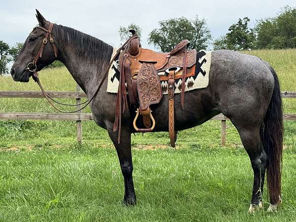 pleasure-trail-quarter-horse