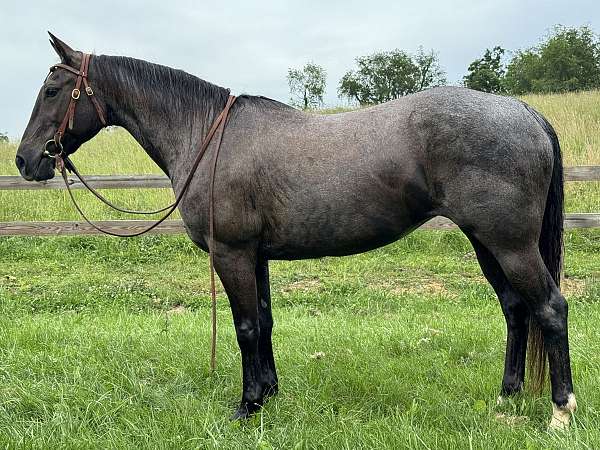 breeding-quarter-horse