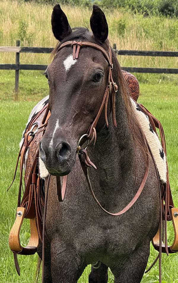 cutting-quarter-horse