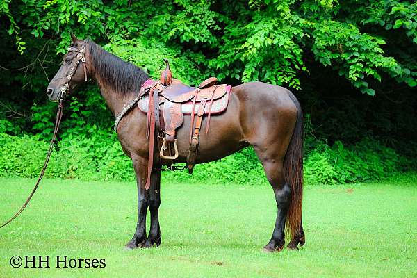 all-around-missouri-fox-trotter-horse