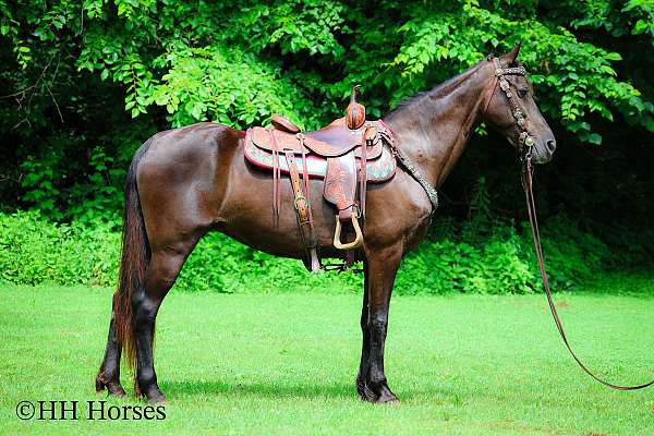 athletic-missouri-fox-trotter-horse