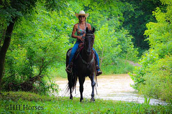 drill-team-missouri-fox-trotter-horse