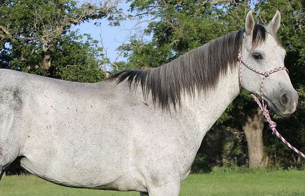 all-around-quarter-horse