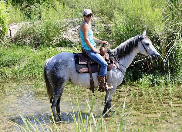 athletic-quarter-horse