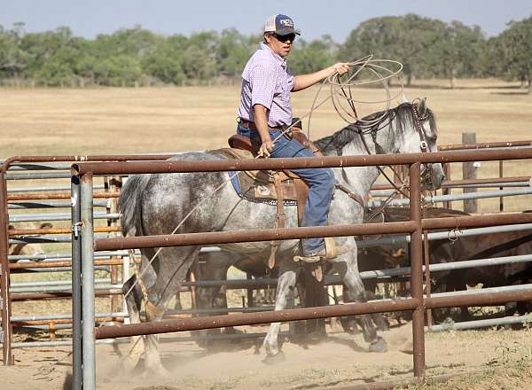 barrel-quarter-horse