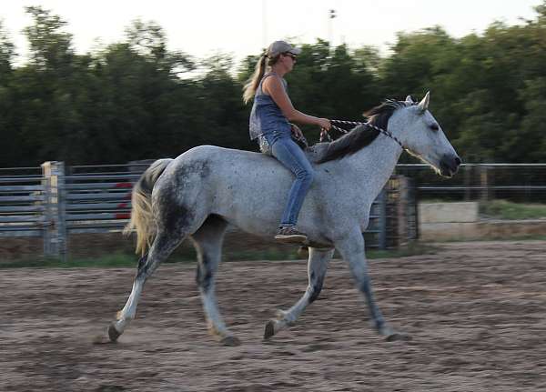 breeding-quarter-horse