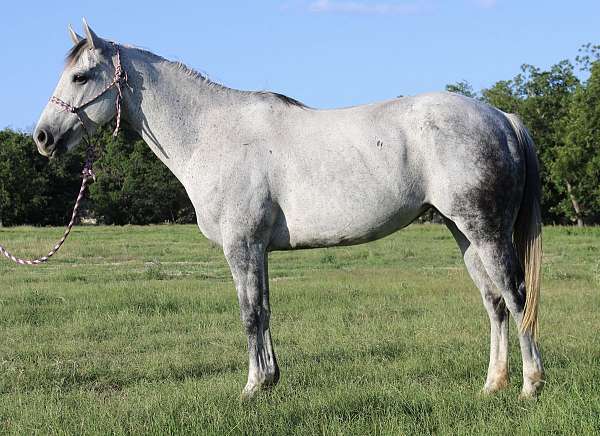 dappled-quarter-horse
