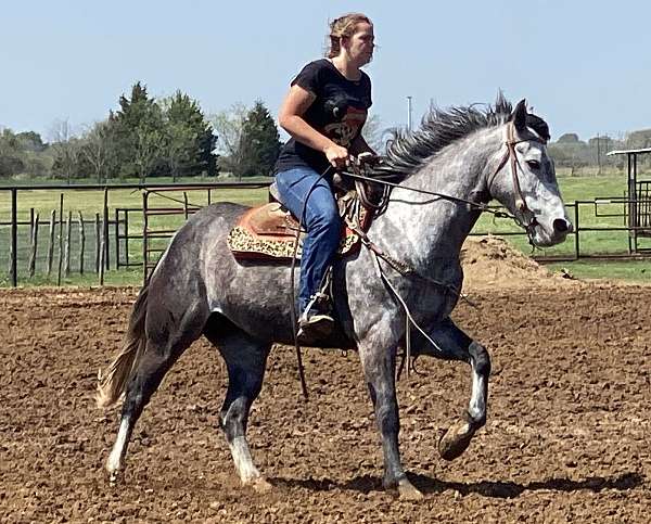 experienced-quarter-horse