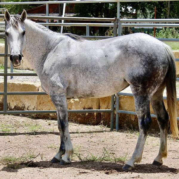 foundation-quarter-horse