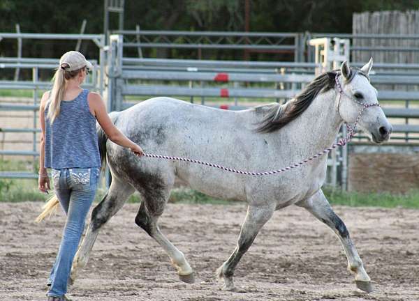 flashy-quarter-horse