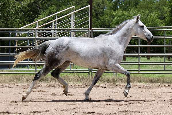 heading-quarter-horse