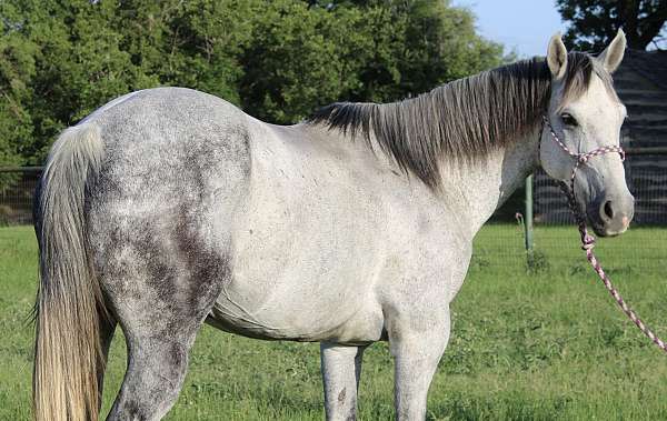 heel-quarter-horse