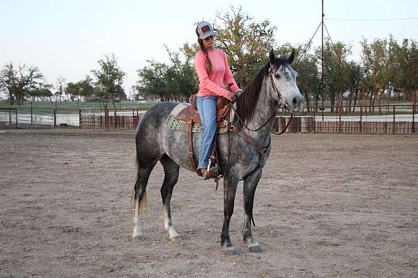 penning-quarter-horse