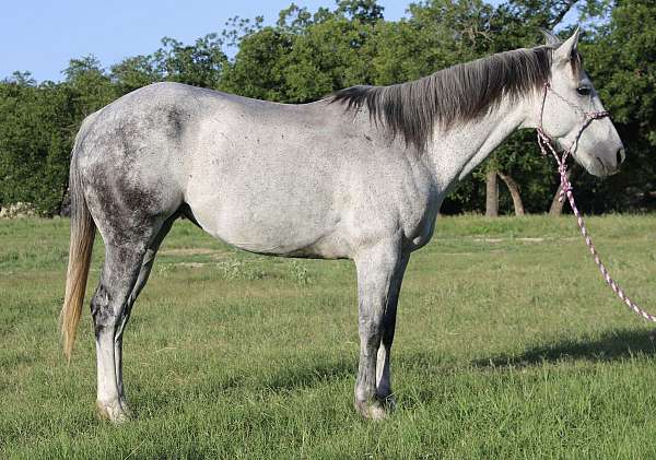 performance-quarter-horse
