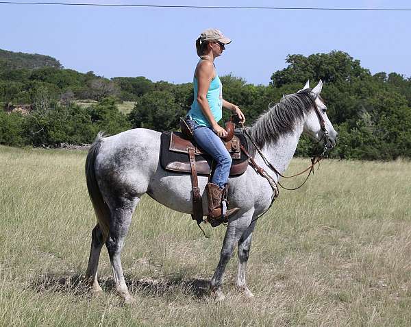 pole-quarter-horse