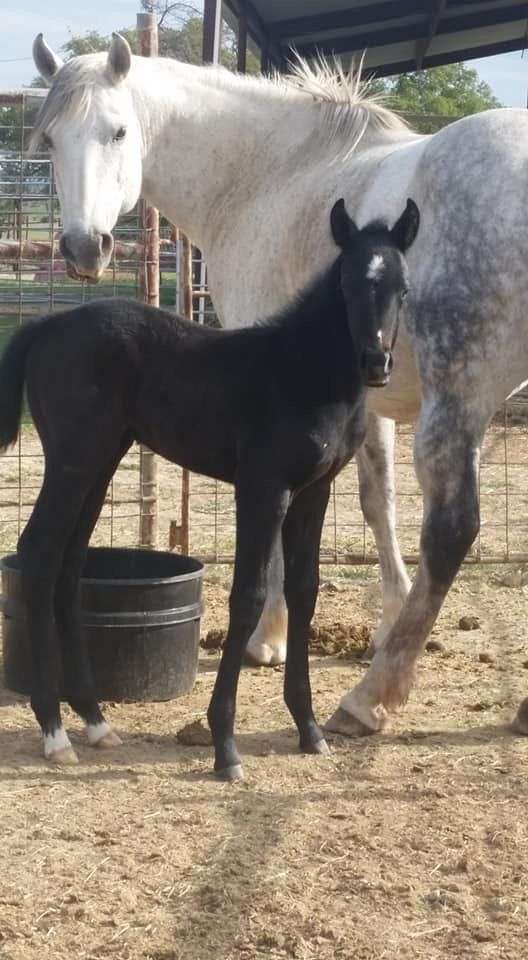 ranch-quarter-horse