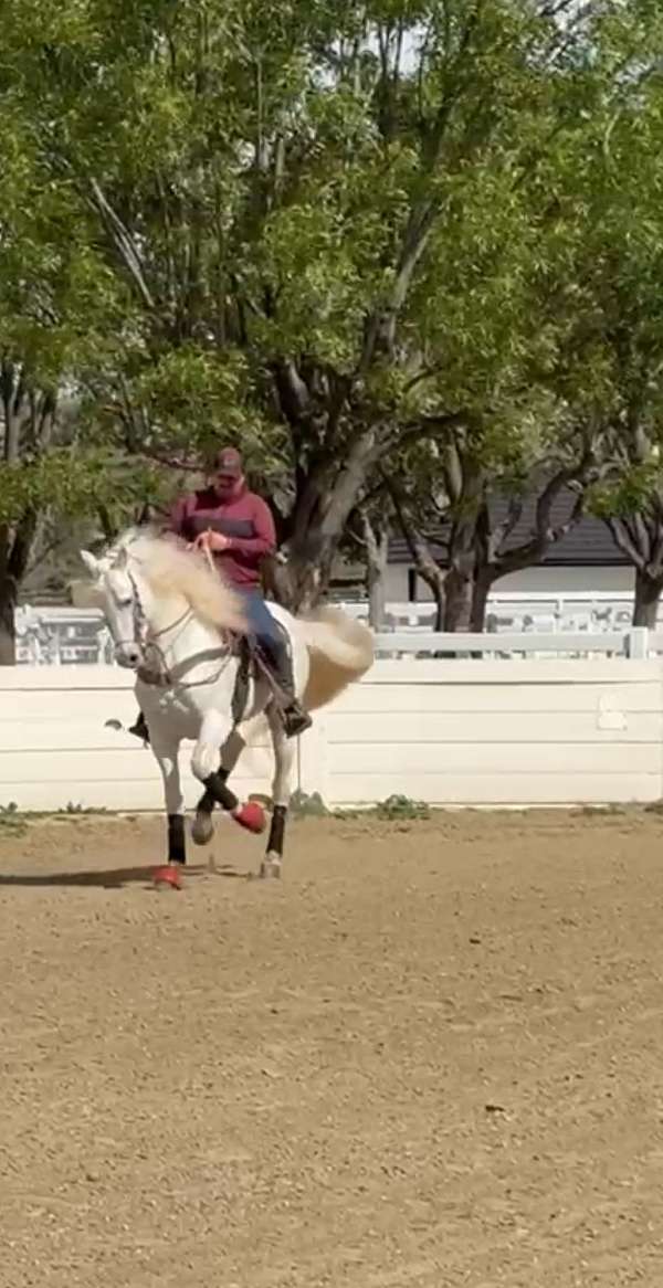 martin-contreras-horse