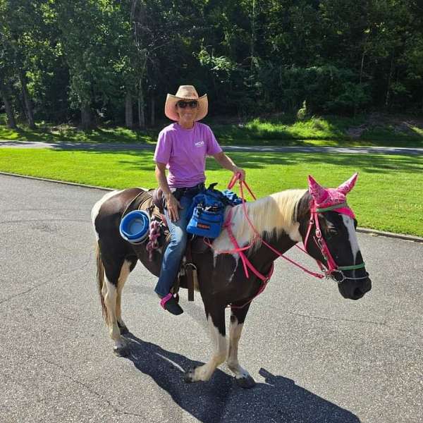 barrel-saddlebred-horse